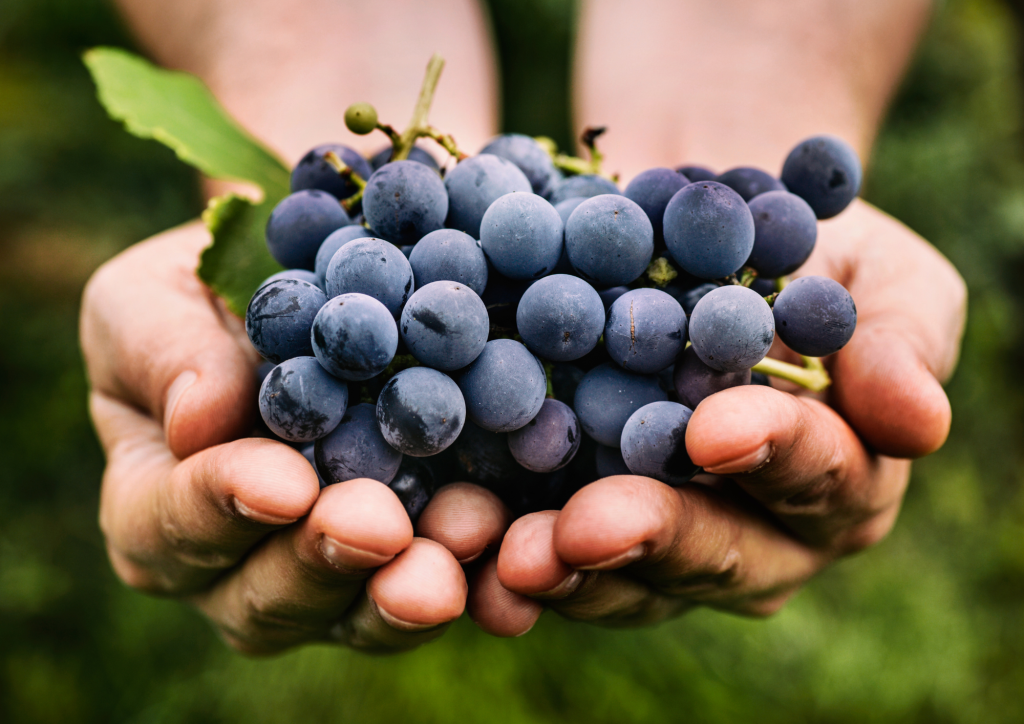 Vendemmia in Valpantena