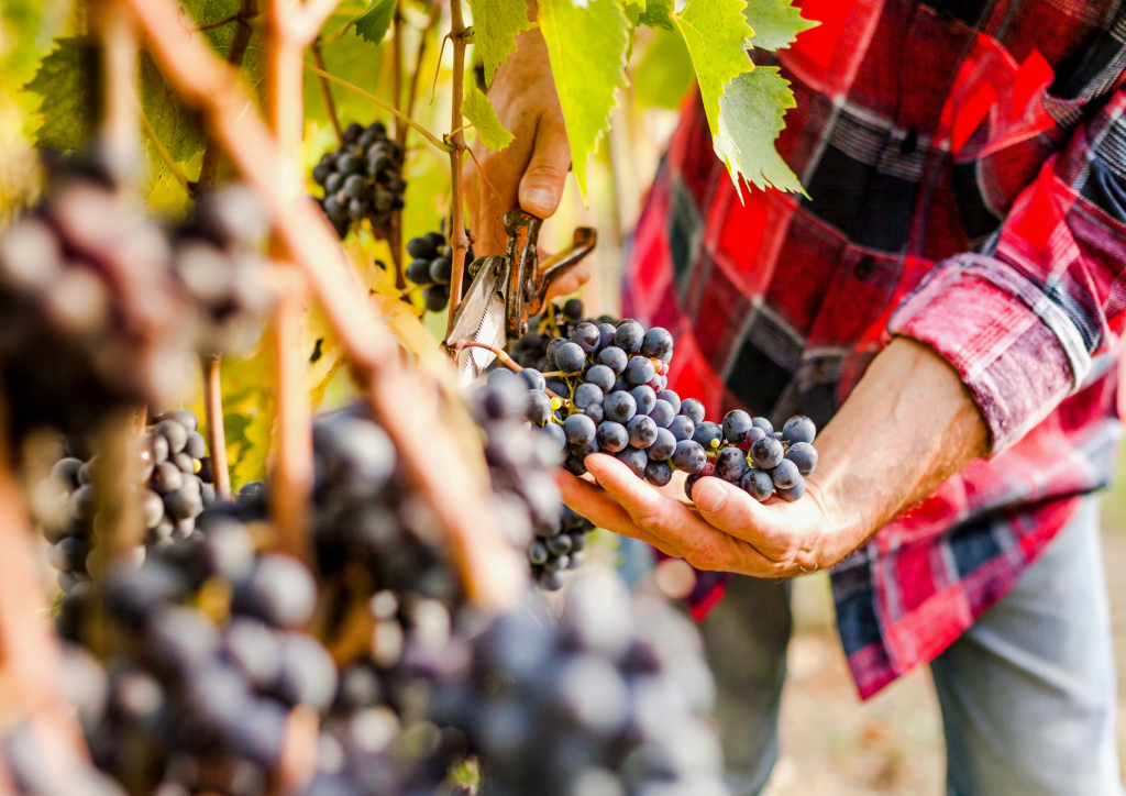 Vendemmia in Valpantena